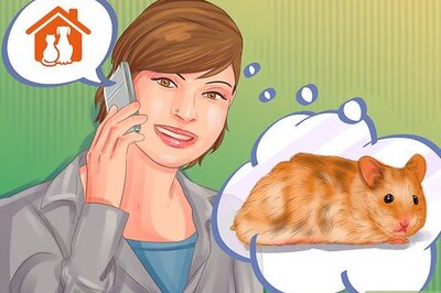 How to Choose a Healthy Hamster