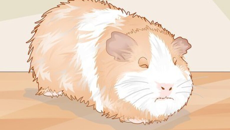 How to Care for a Guinea Pig with an Ear Infection