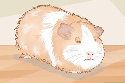 How to Care for a Guinea Pig with an Ear Infection