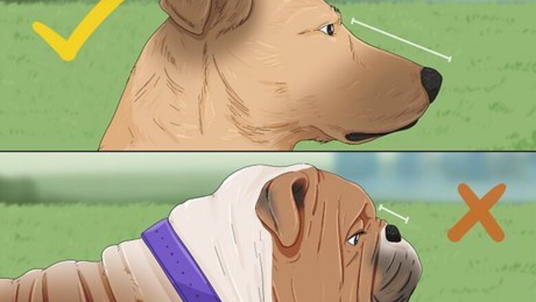 How to Prepare a Dog for Air Travel