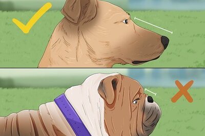 How to Prepare a Dog for Air Travel