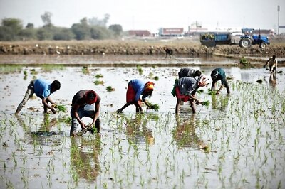 After Vigorous Monsoon Rains, Crop Planting Gathers Steam in India