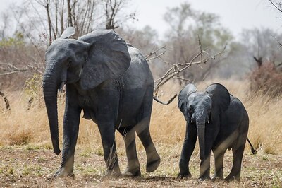 AI system Can Count, Identify Wild Animals