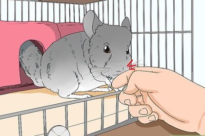 How to Deal with a Biting Chinchilla