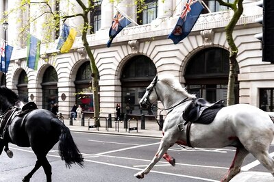 Video: Escaped Army Horses, One Covered In Blood, Gallop Through Busy Central London Road