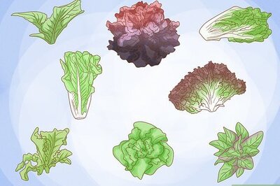 How to Grow Lettuce Indoors