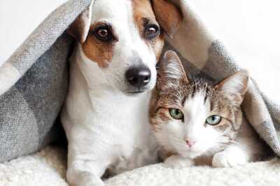 Monsoon Guide for Your Pet They Will Secretly Thank You for