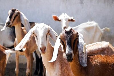 300-kg Ajmeri Goat Shahrukh Sold for Rs 6 Lakh at Lucknow's Bakra Mandi on Eid