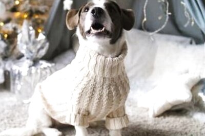 Pet Care Guide: How To Cater To Your Dog's Nutritional Needs In Winter