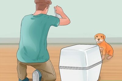 How to Show Your Dog Where He Is in the Pack