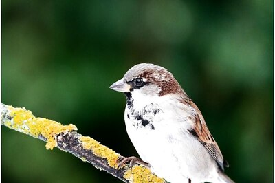 World Sparrow Day 2022: 5 Ways to Save the Twitters Amidst Concrete Jungles