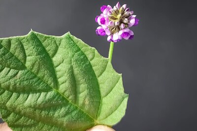 Here's Why You Should Pick Bakuchiol Over Retinol, Read On