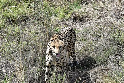 Another Female Cheetah 'Dhatri' Found Dead in Kuno National Park