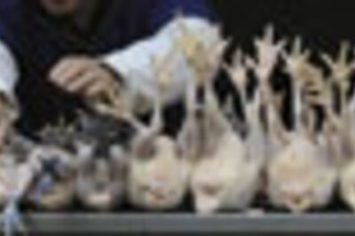 China puts a stop to snake-bitten cock-in-a-pot