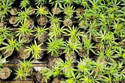 Indonesia Jails Man Who Grew Marijuana to Treat Cancer-stricken Wife