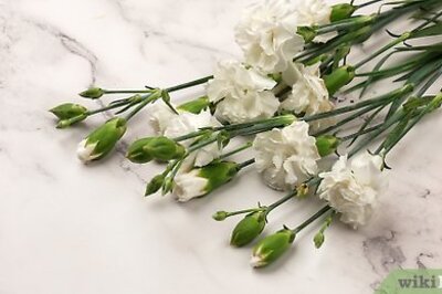 How to Dye Carnations