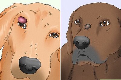 How to Recognize and Treat a Ruptured Cyst on a Dog