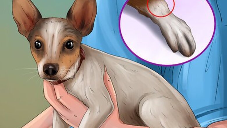 How to Treat a Dog with Osteosarcoma
