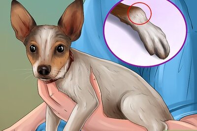 How to Treat a Dog with Osteosarcoma