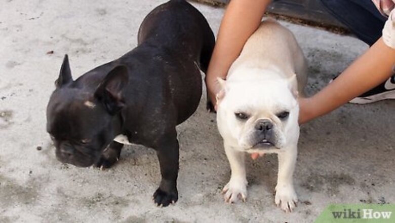How to Help Puppies Learn Separation Skills