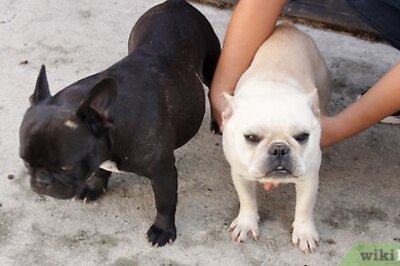 How to Help Puppies Learn Separation Skills