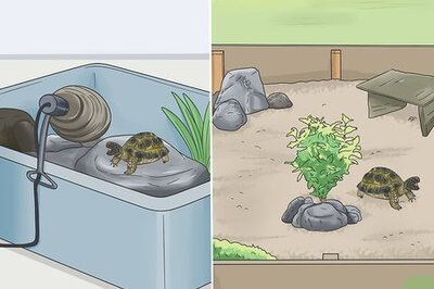 How to Make A Habitat for Hermann’s Tortoises