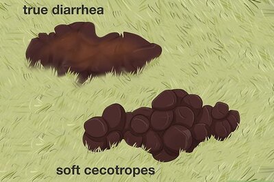 How to Treat Diarrhea in Rabbits