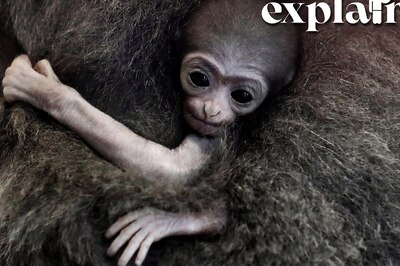 An Isolated Ape Became Pregnant in Her Zoo Cage. Mystery of the Birth is Finally Solved