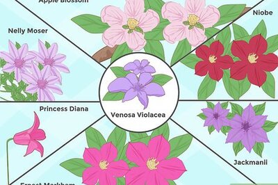 How to Plant Clematis