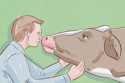 How to Herd Cattle