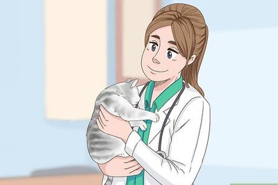 How to Stop Chronic Nasal Discharge in Cats