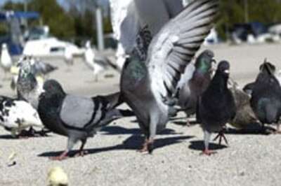 Artist uses pigeons to track smog