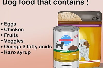 How to Take Care of Teacup Puppies