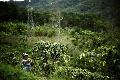 IITM-Kerala Launches App For Coffee Plantation