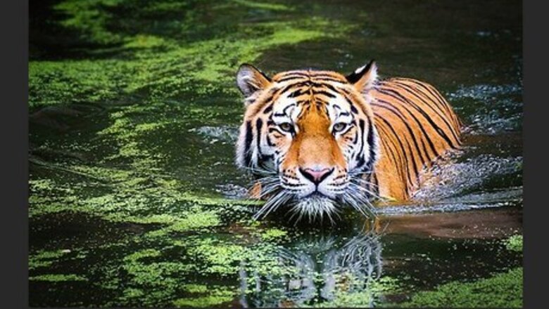 How to Smudge Paint a Photograph in Photoshop CC