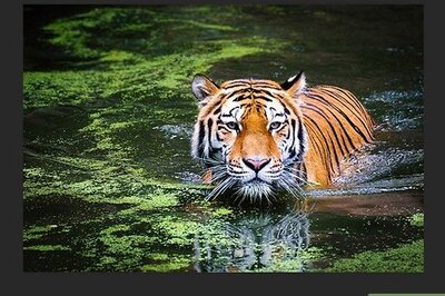 How to Smudge Paint a Photograph in Photoshop CC