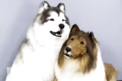 Bizarre Or Brilliant? Japanese Man Lives As A Dog In Rs 13 Lakh Costume