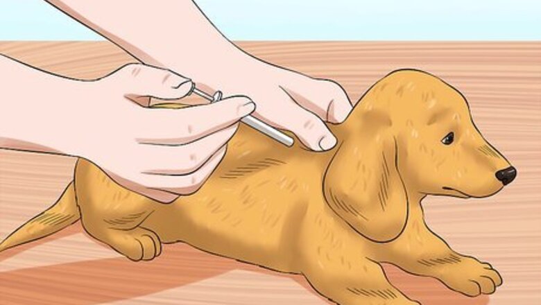 How to Prevent Rabies in Dogs