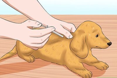 How to Prevent Rabies in Dogs