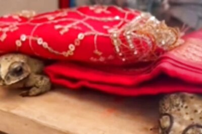 Watch: Varanasi Locals Organise Wedding Of Two Frogs To Appease Rain Gods
