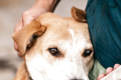 Manage Your Hyperactive Dog by Including These Easy Tips in Their Routine