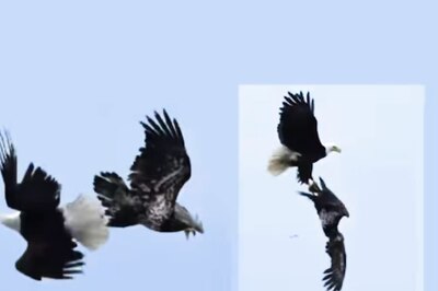 Eagles' Amazing Mid-air Acrobatics Leaves Internet Stunned