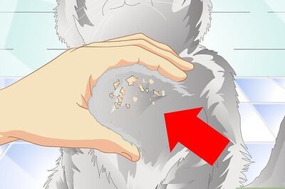 How to Get Rid of Cat Dandruff