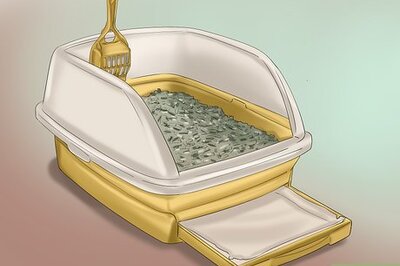 How to Relieve Urinary Tract Infections in Cats