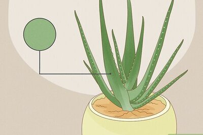 How to Harvest Aloe
