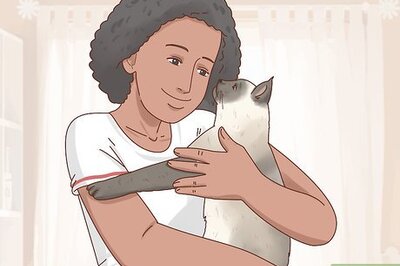 How to Decide if a Siamese Cat Is Right for You