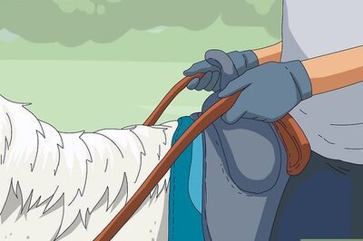 How to Make a Horse Move Forward