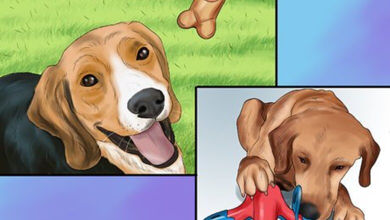 How to Encourage Your Senior Dog to Play