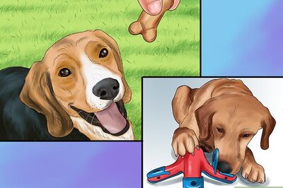 How to Encourage Your Senior Dog to Play