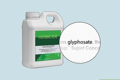 How to Control Sweet Gum Saplings